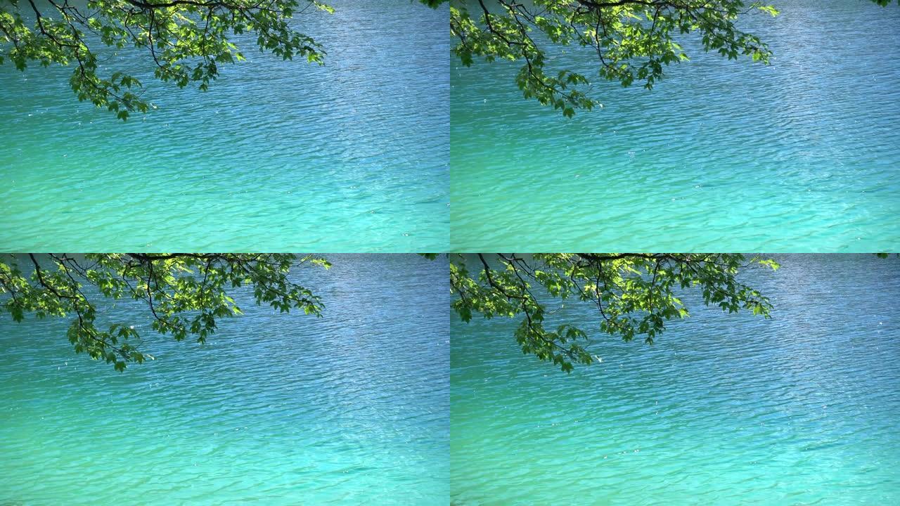蓝水上绿枝的抽象自然背景