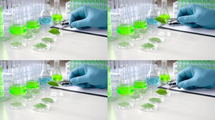 戴手套的研究人员用镊子从培养皿中取出一根芽。实验室研究和植物基因改造的现代实验室