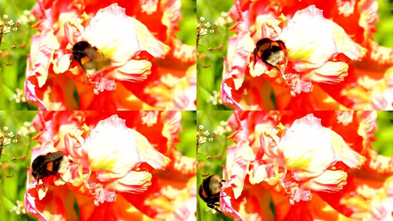 郁金香上的春季大黄蜂