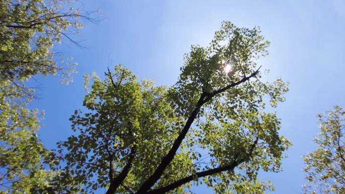 夏天阳光穿过树林树叶自然风景视频素材3