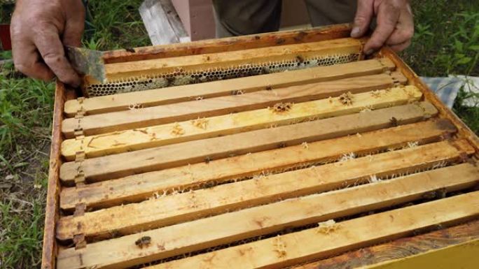 养蜂人用蜂窝取出框架，检查新鲜蜂蜜的填充物
