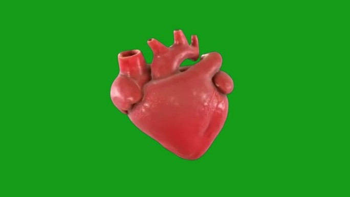 绿屏背景的工作人类心脏运动图形