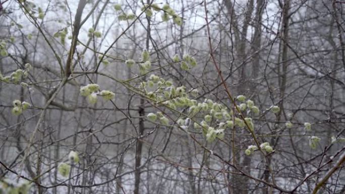 春天，突然的寒流和暴风雪使开花的柳树柳的花朵下雪