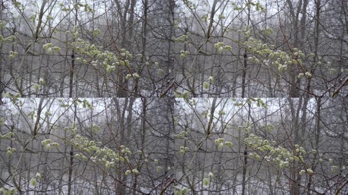 春天，突然的寒流和暴风雪使开花的柳树柳的花朵下雪