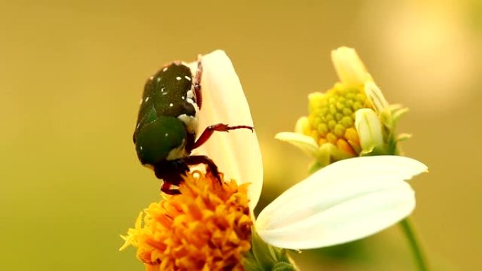 吃花花粉的绿虫吃花花粉的绿虫