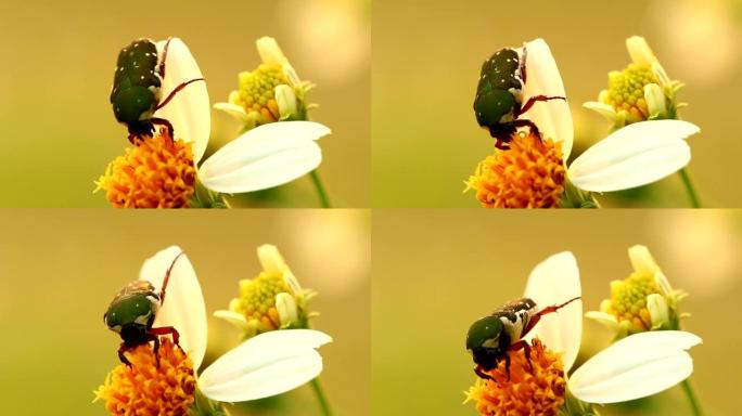 吃花花粉的绿虫吃花花粉的绿虫