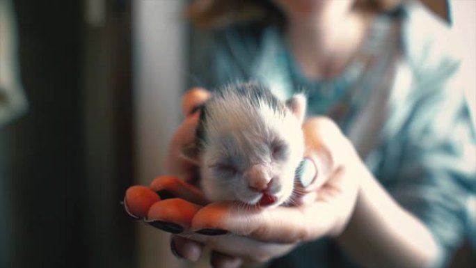 可爱的未打开的小猫在女人的手中。新生的小猫和人类的友谊，