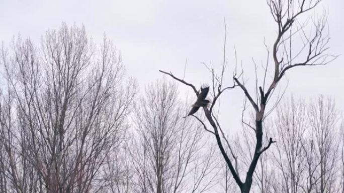 老鹰以慢动作从干燥的树的树枝上起飞