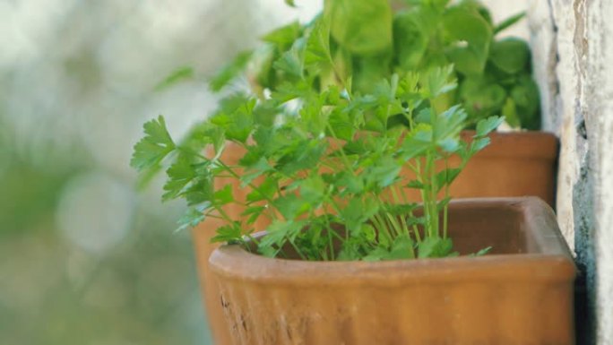 新鲜芳香欧芹锅种植栽培栽种