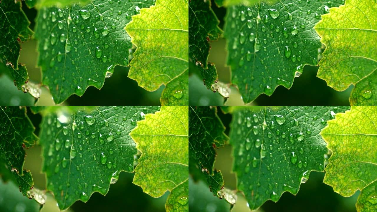 葡萄绿叶上的水滴