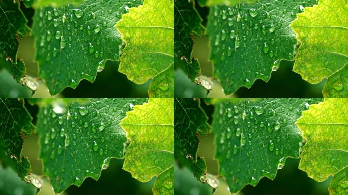 葡萄绿叶上的水滴