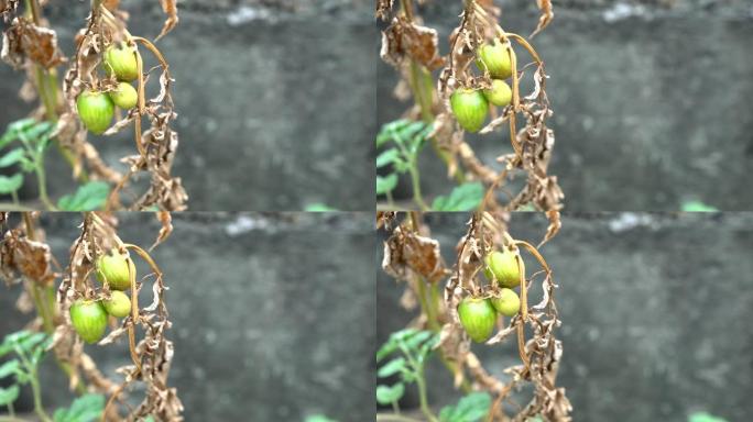有机小番茄特写。西红柿旁边的树枝和树叶枯萎了。主题在左边。