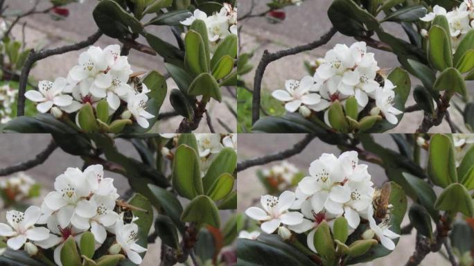 日本。五月。黄蜂以常绿灌木美丽的白花为食。