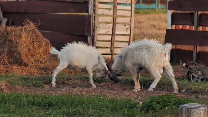 两个白山羊孩子只是为了在农场玩耍而战斗，这就是所谓的对接