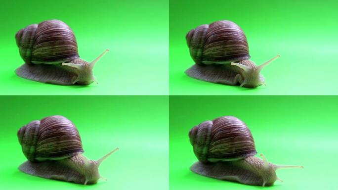 绿色屏幕上蜗牛的特写。蜗牛在绿色屏幕上移动。