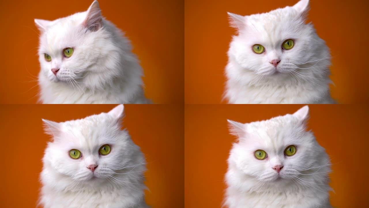 白色毛茸茸猫的肖像。工作室彩色灯光镜头。奢华的家用小猫在橙色背景上摆姿势。