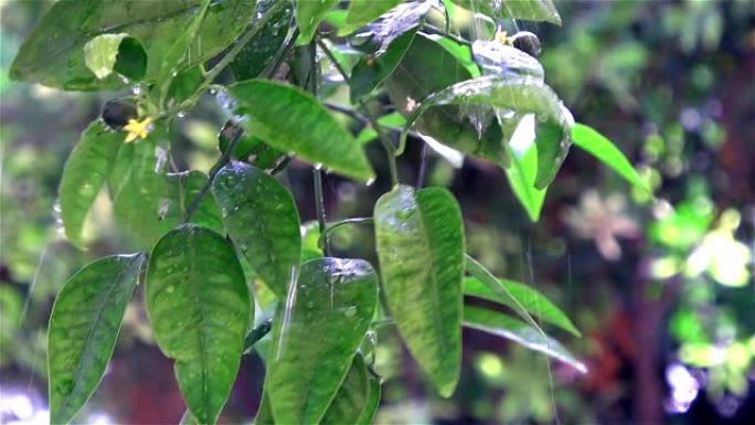 绿叶植物与春雨滴