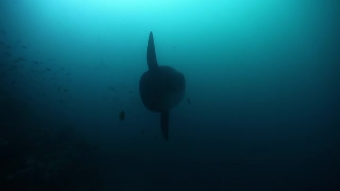 太平洋水下海洋生物中的月鱼翻车鱼翻车鱼。