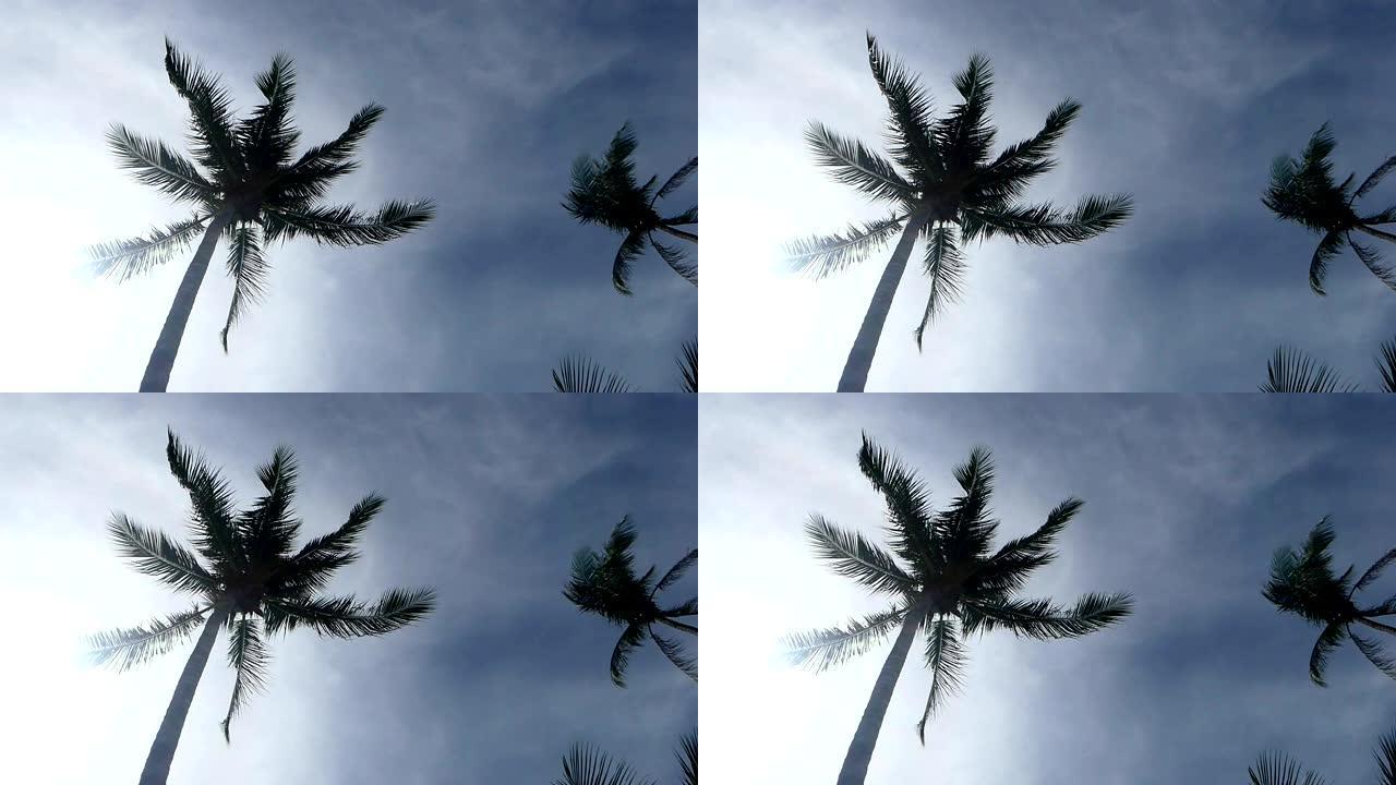 椰子树在风中吹