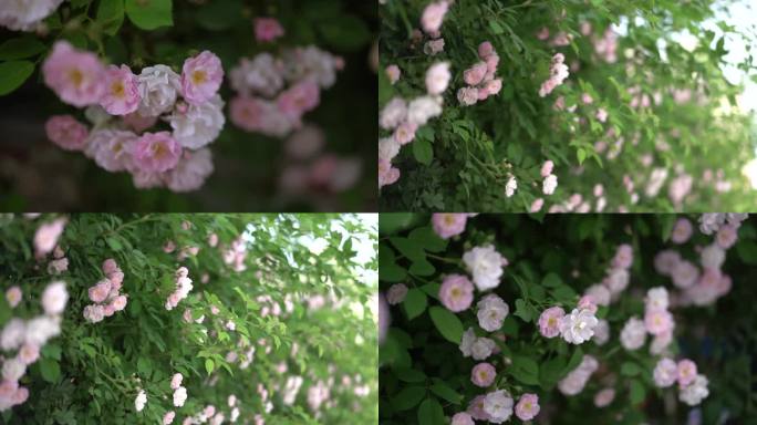 蔷薇花 春 绿植 初夏 盛开