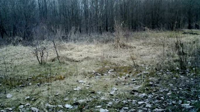 冬季在森林中的Chevreuil (Capreolus capreolus或Roe)。1080p视频