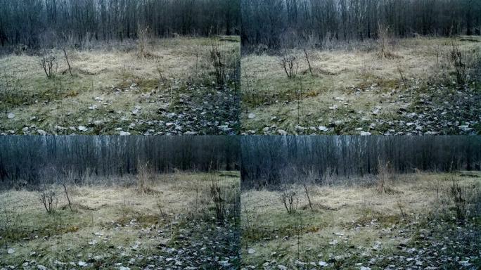 冬季在森林中的Chevreuil (Capreolus capreolus或Roe)。1080p视频