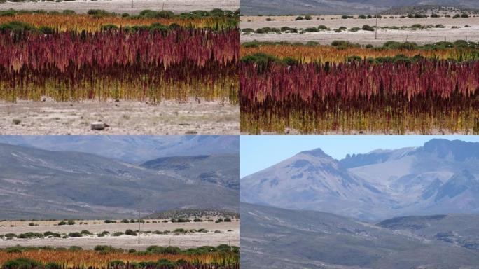 玻利维亚的藜麦田，背景是山脉
