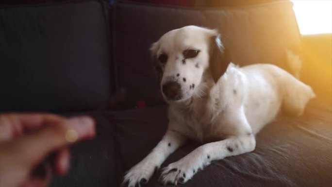 可爱的达尔马提亚狗，宠物困，累。放松的家庭动物肖像。犬，可爱的白色狗。