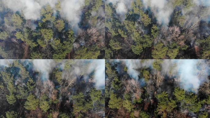 从正在燃烧的森林顶部鸟瞰图。大片森林正在燃烧。从高处看松林中的火。飞越一天燃烧的森林。