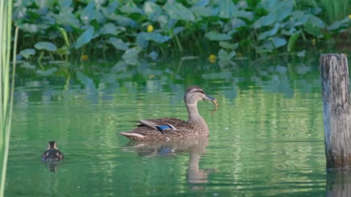 鸭子在池塘表面游泳