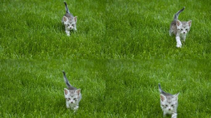 小猫在草地上行走