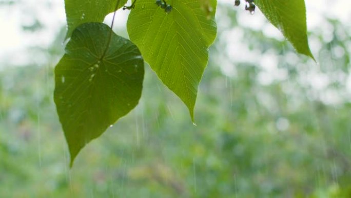 雨中水滴绿叶落雨夏季空境