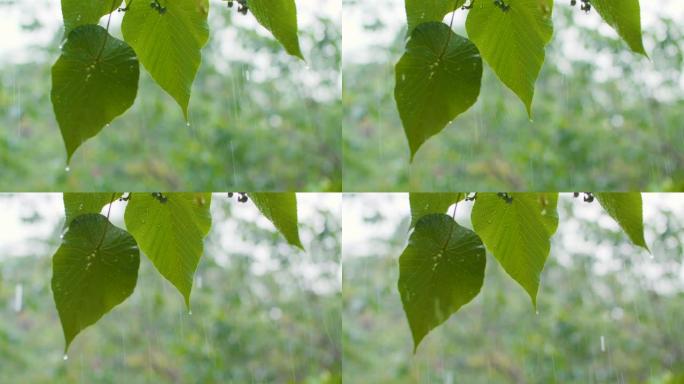 雨中水滴绿叶落雨夏季空境