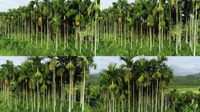 棕榈树在风中摇曳高视角特写空镜热带植物