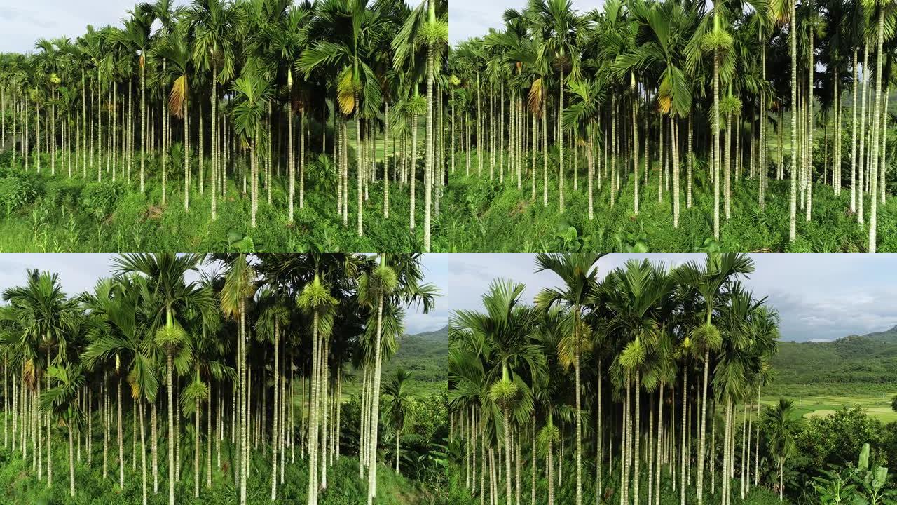 棕榈树在风中摇曳高视角特写空镜热带植物