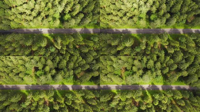 自上而下的鸟瞰图与汽车一起飞越森林道路。两边长满树林的绿树。汽车沿着森林道路行驶。高架天线: 汽车行