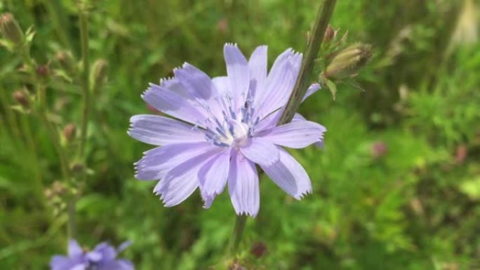 风中的蓝色菊苣野花