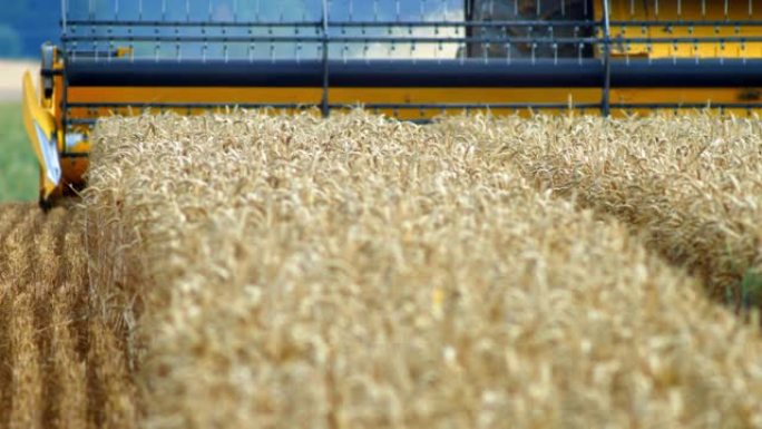 联合收割机切割小麦