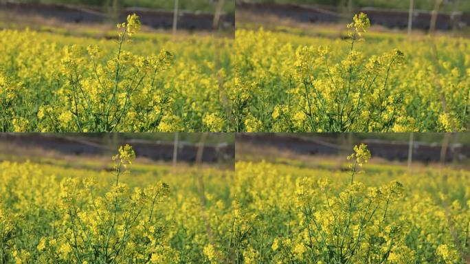 山东文登界石镇旸里村油菜花田