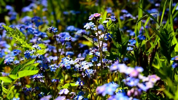 在开花的草地上，强风吹拂着蓝色的 “勿忘我” 花