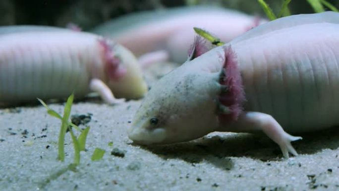 墨西哥河底ambystoma axolotl墨西哥蝾螈
