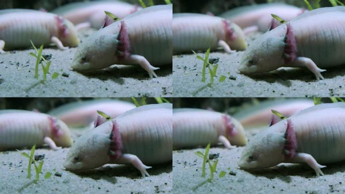 墨西哥河底ambystoma axolotl墨西哥蝾螈