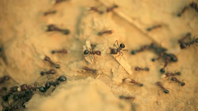 一大群蚂蚁在自然界中乱窜。