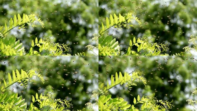 在阳光明媚的春天，成群的蜜蜂在一棵黑刺槐树的树枝旁飞翔。
