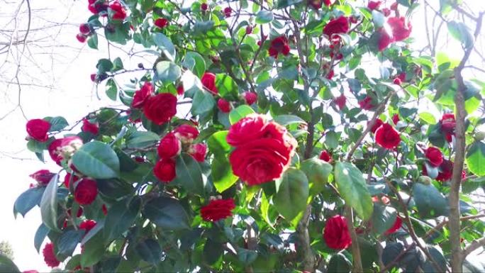 红玫瑰树