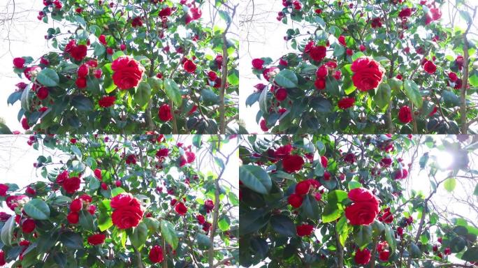 红玫瑰树