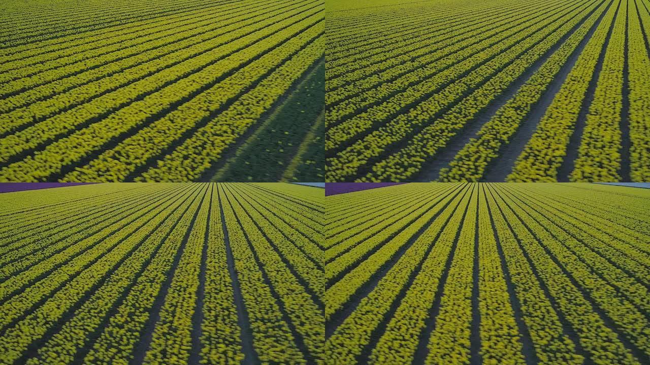 在荷兰郁金香农场的一排排黄色郁金香花朵上进行空中跟踪，延伸至无限