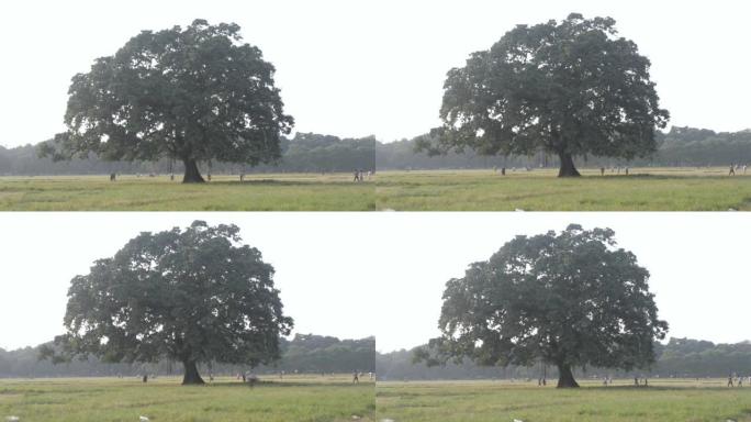 日落夏时草地上的一棵橡树。乡村景观场景。环境保护背景。生命之树概念。复制文本空间。