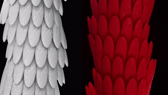抽象的白色和红色宽管覆盖着闪亮的鸟羽毛，无缝循环。动画。覆盖弯曲对比管的发光椭圆形羽毛