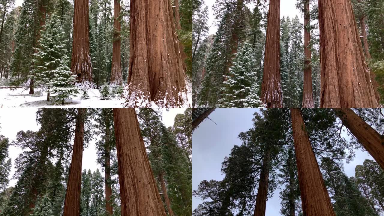 带有冬季降雪的红杉森林